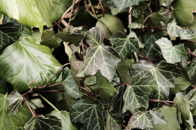 Foto gratuita foglie in natura