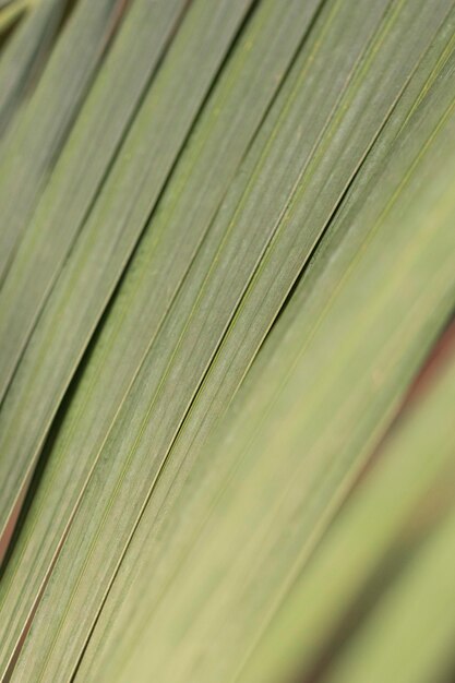 Leaves organic background