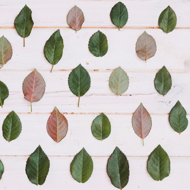 Leaves ornament on table