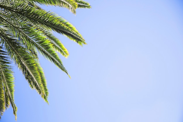 Leaves of palm on sky background