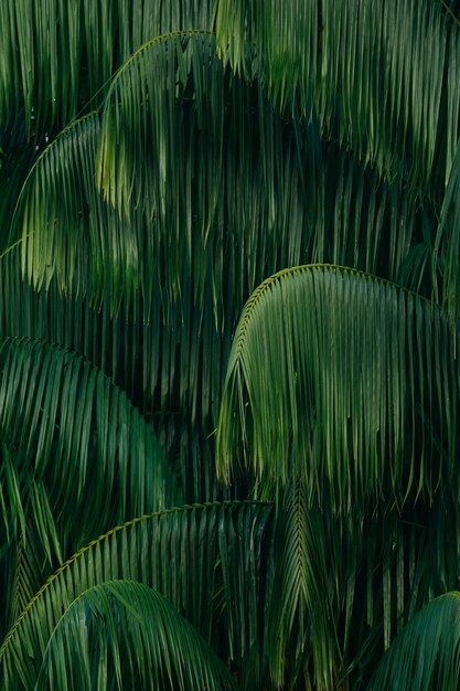 Leaves of palm tree background