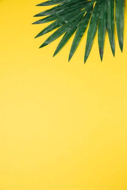 Leaves of palm tree on yellow background