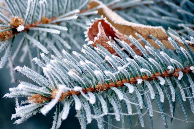 Leaves of a pine frozen