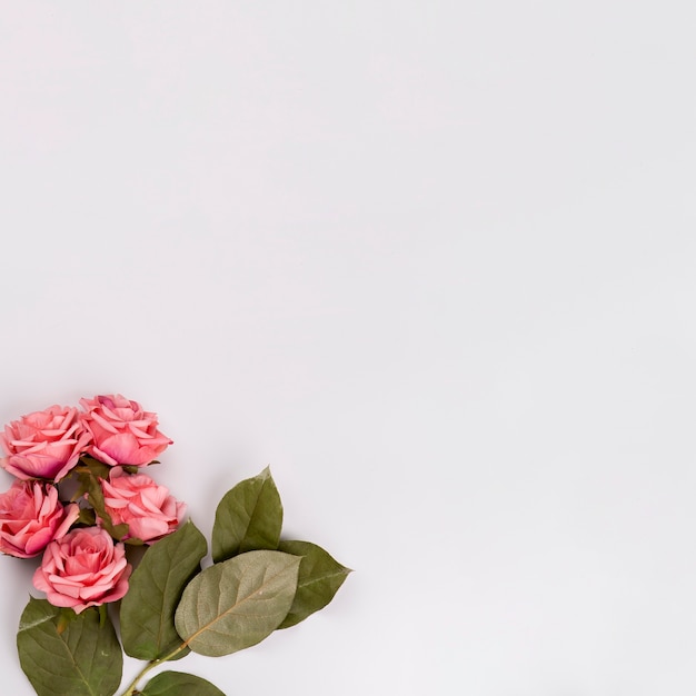 Foto gratuita foglie e rose su bianco