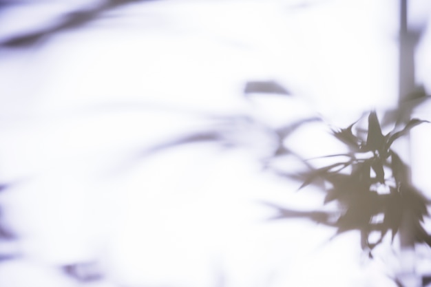 Leaves of shadow on white background