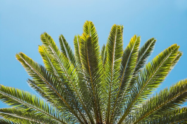 Листья тропической пальмы