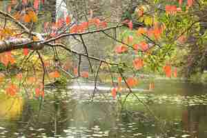 Free photo leaves and water