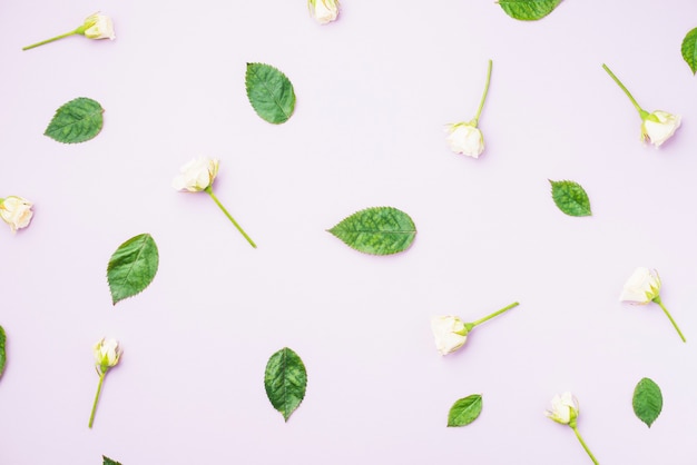 Leaves and white flowers