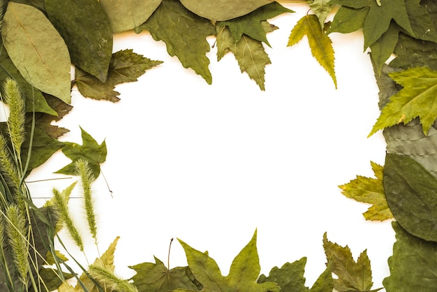 Бесплатное фото Листья с различным оттенком зеленого