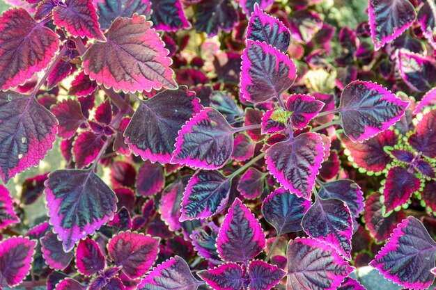 Leaves with purple border