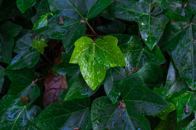 Листья с каплями дождя