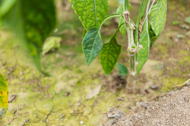 Leaves