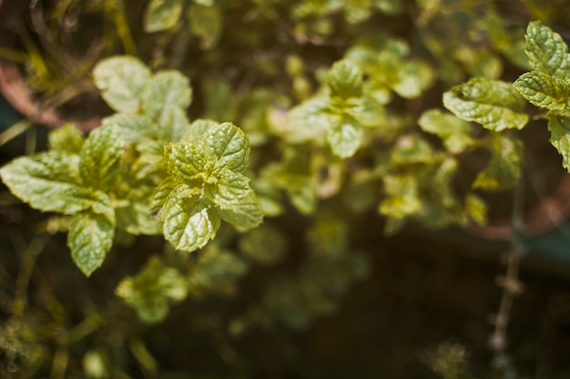 Leaves