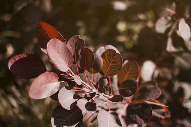 Free photo leaves