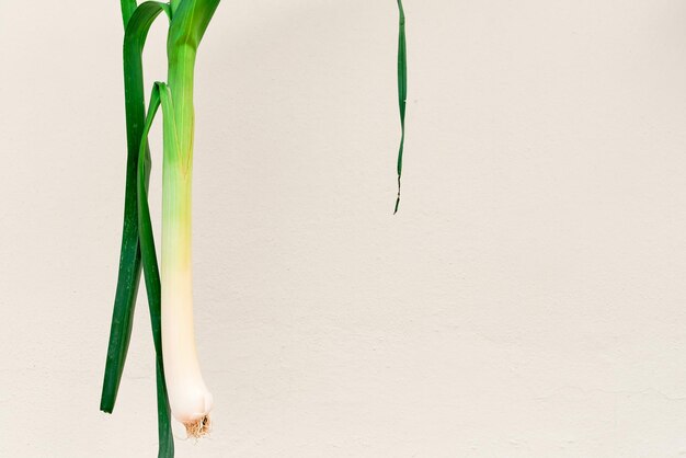 Leek on a light beige wall background with copy space fresh vegetables from the farmer's market