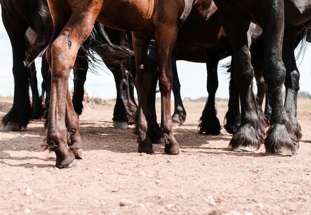 Free photo legs of brown and black horses