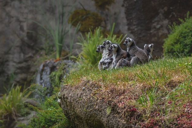 Foto gratuita famiglia dei lemuri