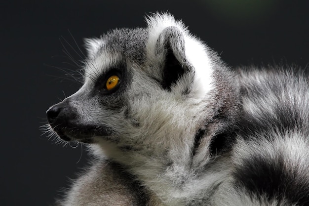 Lemur ring tailed closeup face from side view