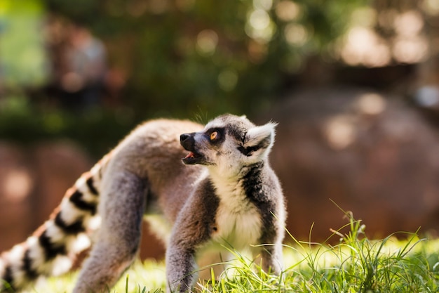 Free photo lemur