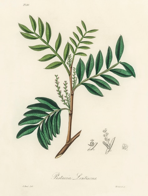 Lentisk (Pistacia lenitiscus) Иллюстрация из медицинской ботаники (1836)