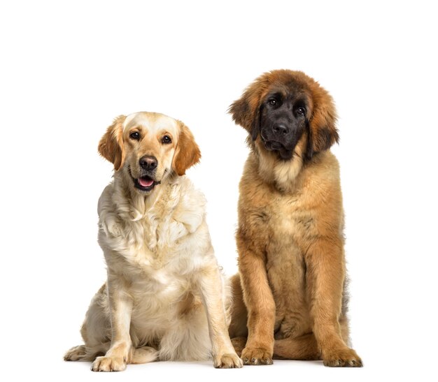 座っているレオンベルガー犬とラブラドールレトリバー犬 プレミアム写真