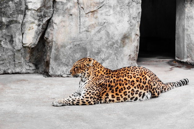 Free photo leopard in cage at zoo