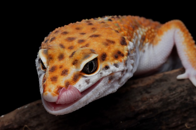 Leopard gecko closeup on wood