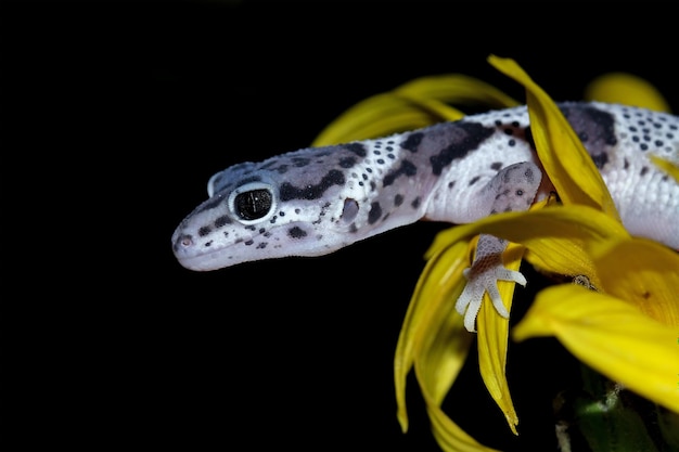 Leopard geckol closeup head on flower leopard gecko closeup