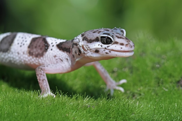 Leopard geckol closeup head on wood leopard gecko lookong for prey on moss