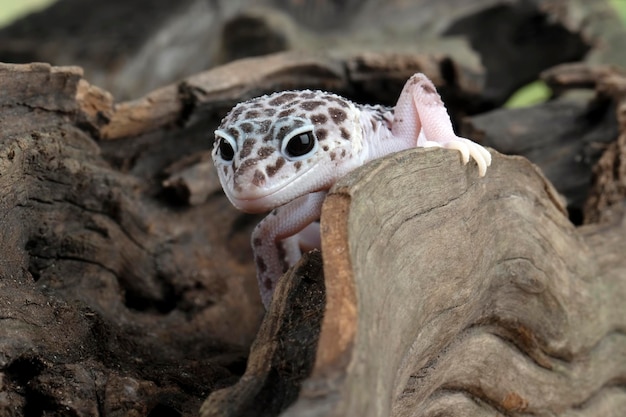 Leopard geckol closeup head on wood leopard gecko lookong for prey