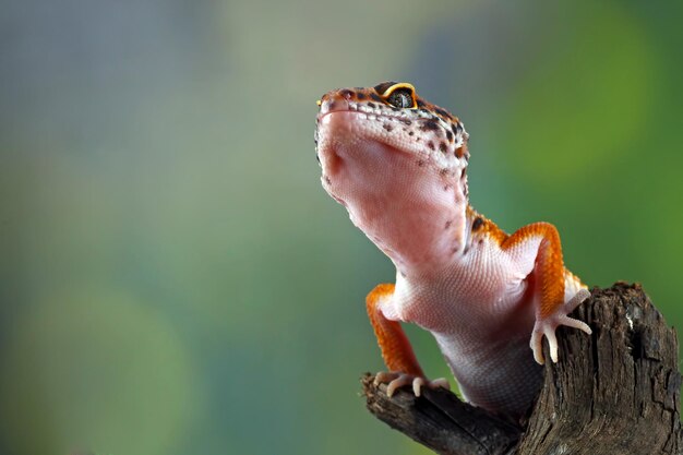 Leopard geckol closeup head on wood leopard gecko lookong for prey