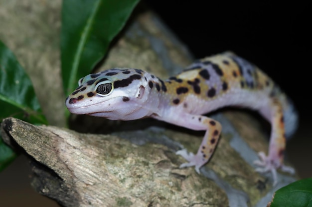 Leopard geckol closeup head on wood leopard gecko lookong for prey