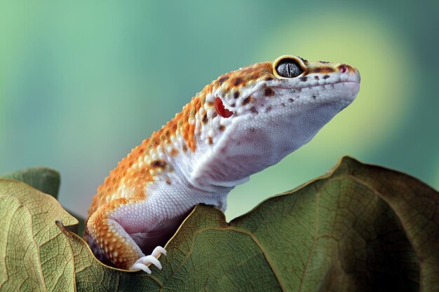 Leopard geckol closeup head on wood leopard gecko lookong for prey