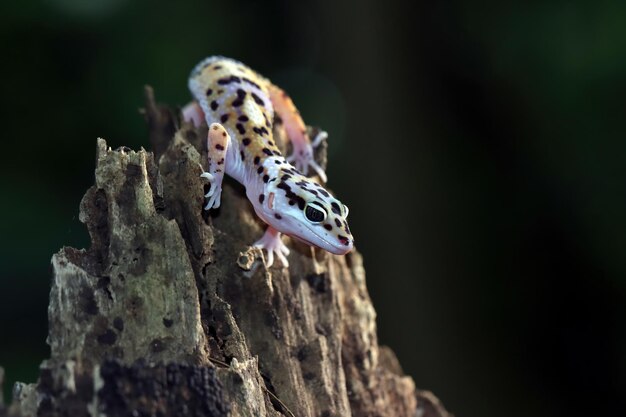 Леопардовый геккон крупным планом на деревянном леопардовом гекконе смотрит на добычу