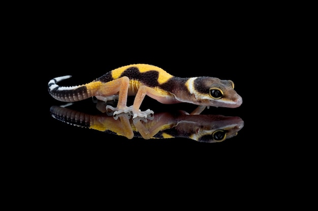 Leopard geckol closeup head on wood leopard gecko lookong for prey