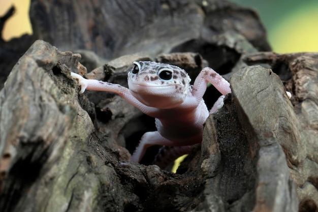 Free photo leopard geckol closeup head on wood leopard gecko lookong for prey