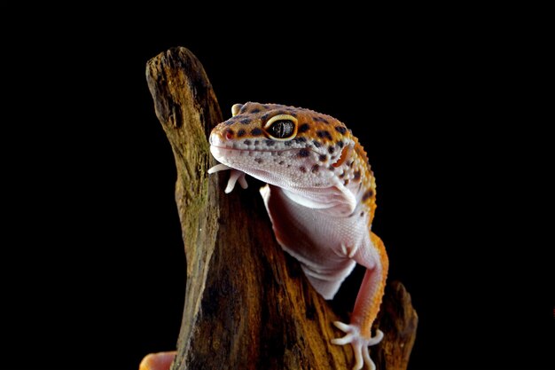 Leopard geckol closeup head on wood with black background leopard gecko lookong for prey