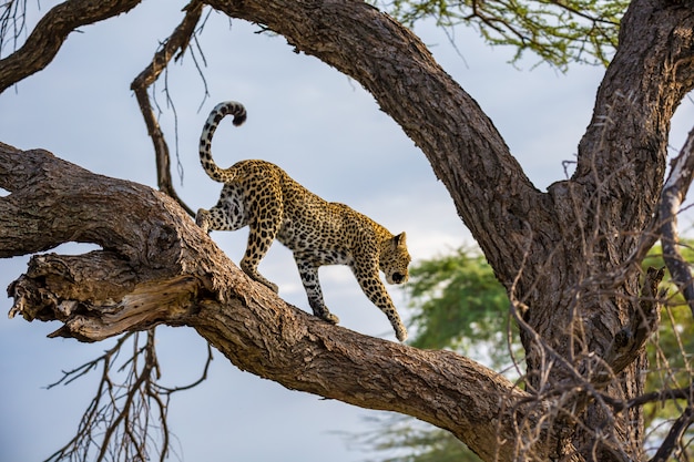 A leopard is walking up and down the tree on its branches