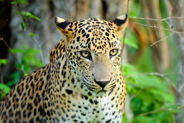 Леопард в джунглях