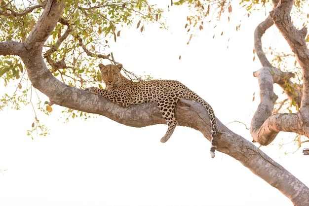 Бесплатное фото Леопард лежит на дереве, глядя в камеру