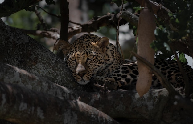 Leopard  serengeti national park tanzania