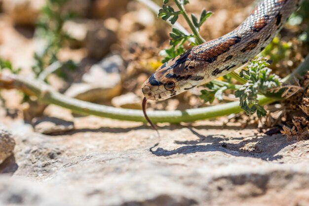 표범 뱀 또는 유럽 랫스네이크, Zamenis situla, 몰타의 바위와 마른 식물에 미끄러지다