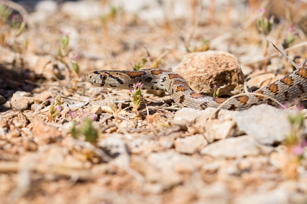 표범 뱀 또는 유럽 랫스네이크, Zamenis situla, 몰타의 바위와 마른 식물에 미끄러지다