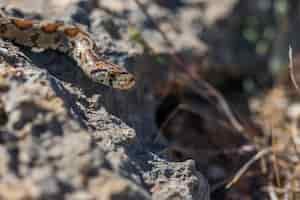 Foto gratuita serpente leopardo che striscia su rocce e vegetazione secca