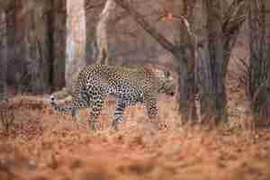 Free photo leopard walking in the forest