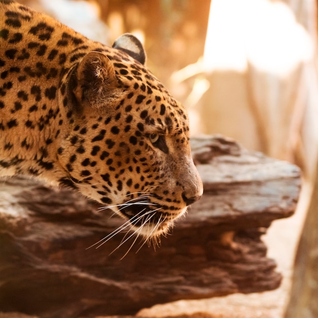 Free photo leopard