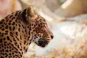 Free photo leopard