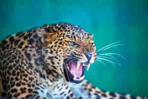 Free photo leopard