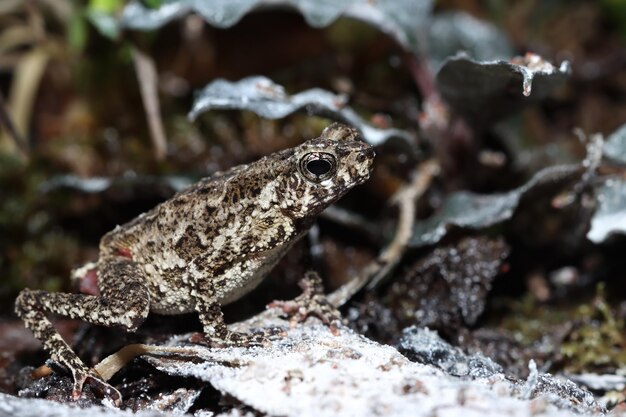 Leptophryne Borbonica болтающая плодовая муха Leptophryne Borbonica крупным планом, вид спереди