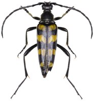 Free photo leptura quadrifasciata longhorn beetle specimen